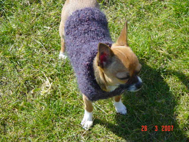 comment tricoter gilet pour chien