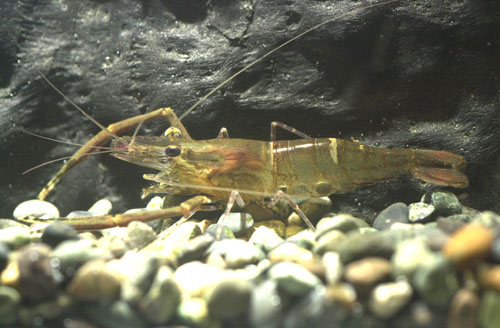 Macrobrachium lanchesteri - Crevette Fantôme