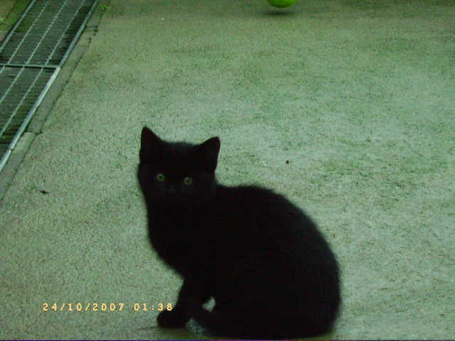 pict0310.jpg