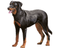 Admin Beauceron Admin Beauceron