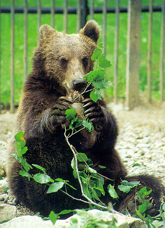 bear10.jpg