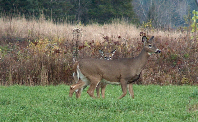 Chasse au gros gibie - Portail Chasse au gros gibie - Portail