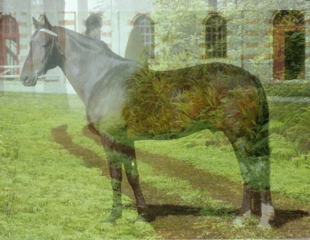 cheval10.jpg