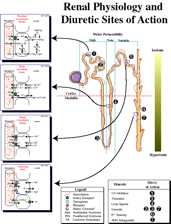 Renal Tubular Acidosis