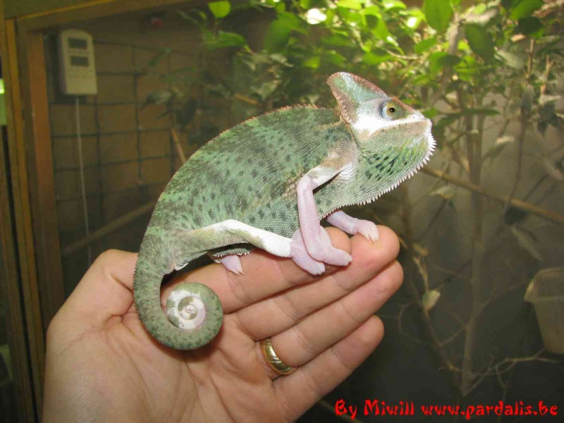 Transbald Calyptratus (Veiled chameleon) .