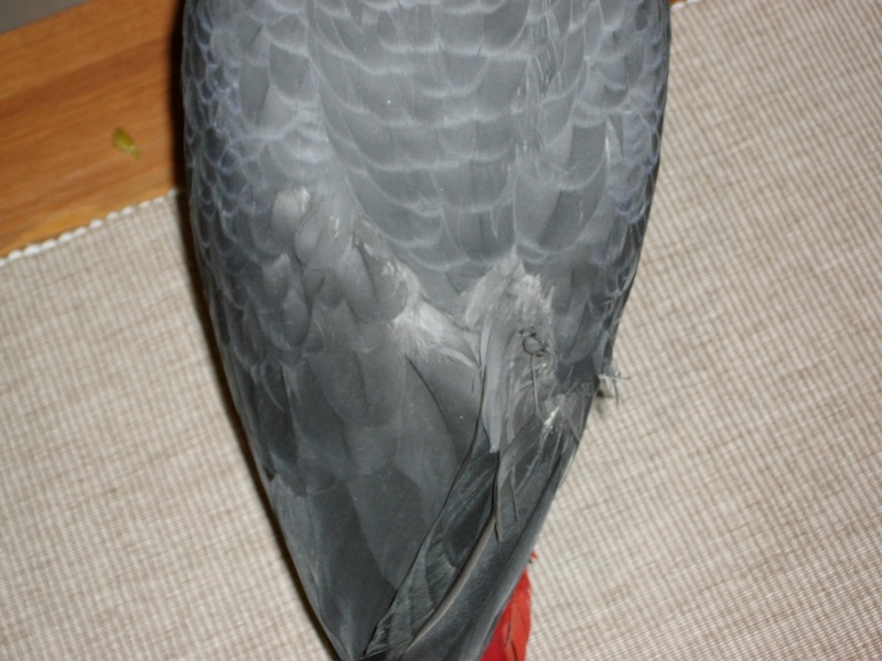 imgp0110.jpg