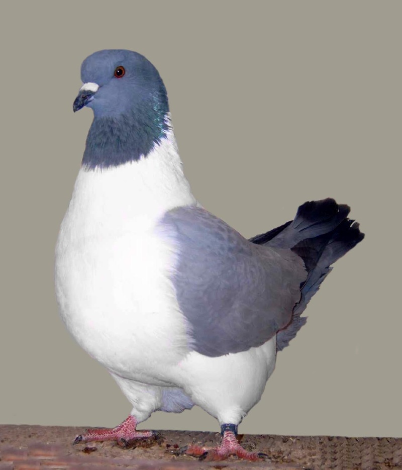pigeon10.jpg