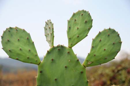 cactus10.jpg