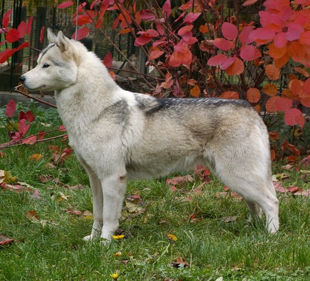 Labrador croise husky