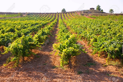 Les vignobles de Caspary, trésors agraires des îles du Ponent au coeur des conclusions.