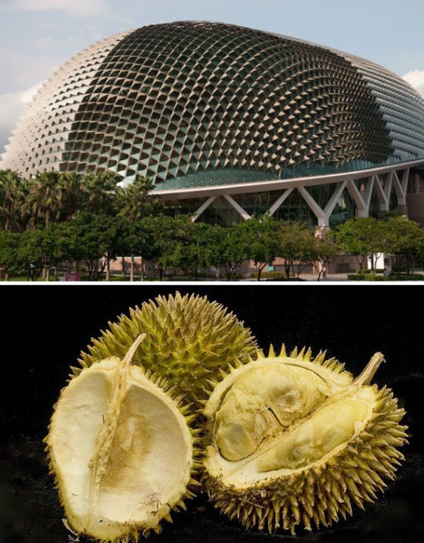 durian10.jpg