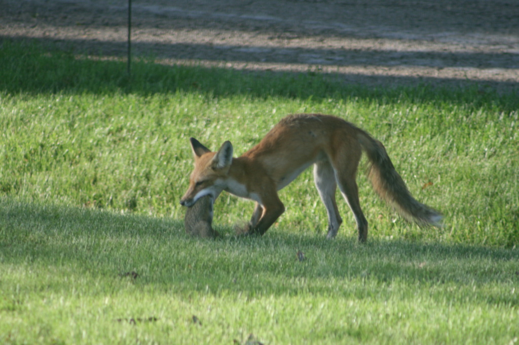 12-fox10.jpg